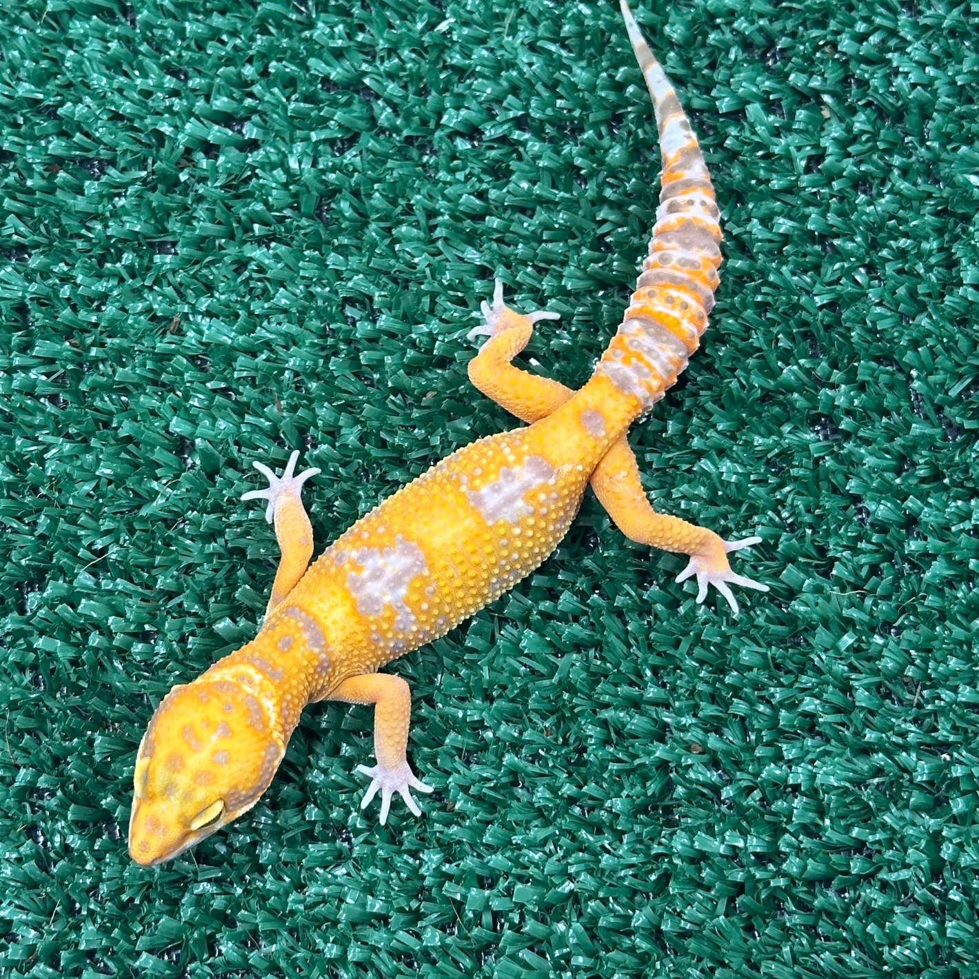 926KB 2001 null null null null null null null 1 2003 null vVwXka5VtbWwLM